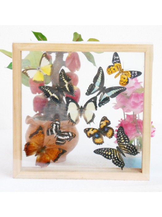 REAL mixed BUTTERFLIES Taxidermy Double Glass in Frame