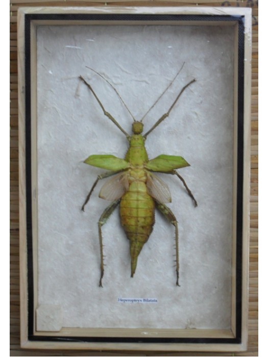 Real Insect HETEROPTEYX BILATATA Taxidermy Collection in Wood Box