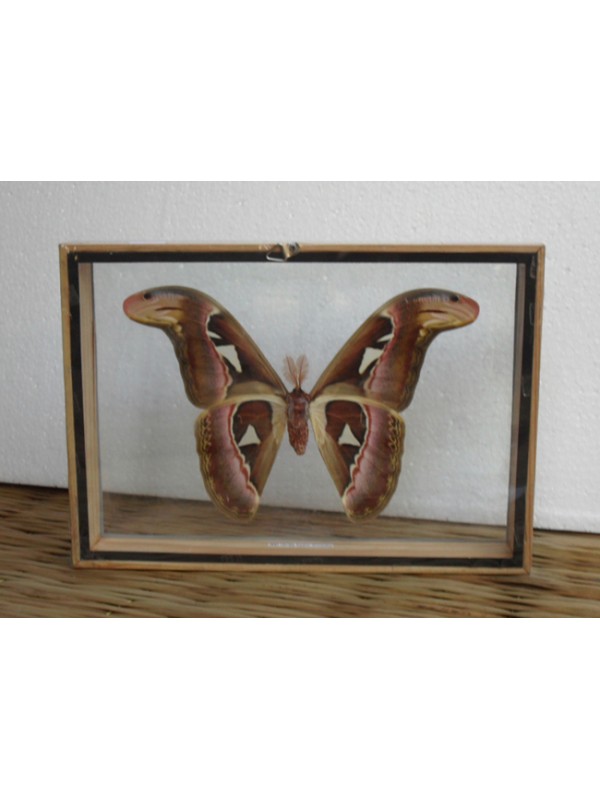 Real Attacus Atlas Moths(M) Butterfly Taxidermy Double Glass in frame 