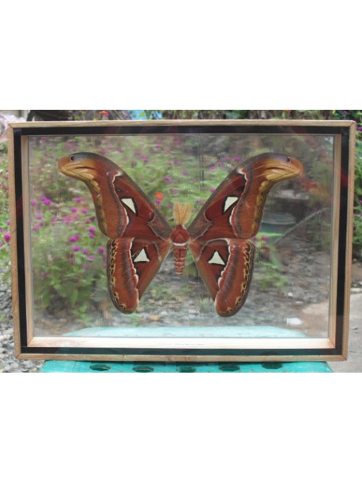 Real Attacus Atlas Moths(M) Butterfly Taxidermy Double Glass in frame 