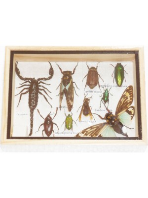 Real Mixed Beetle Scorpion Cicada Insect Boxed Framed Taxidermy Display Wood Box For Collectibles 