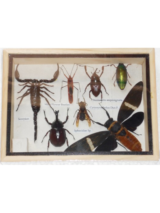 Real Mixed Beetle Scorpion Cicada Insect Boxed Framed Taxidermy Display Wood Box For Collectibles 