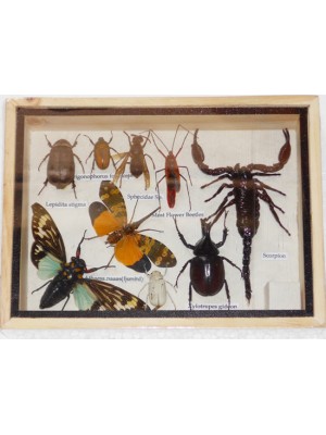 Real Mixed Beetle Scorpion Cicada Insect Boxed Framed Taxidermy Display Wood Box For Collectibles 