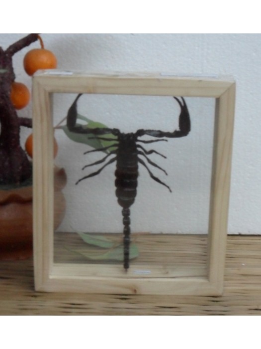 Real Scorpion Insect Taxidermy Double Glass in frame