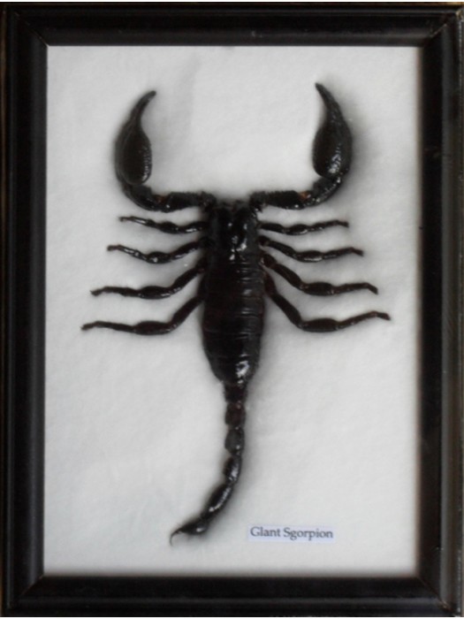 Real Scorpion Gift Taxidermy Insect in frame