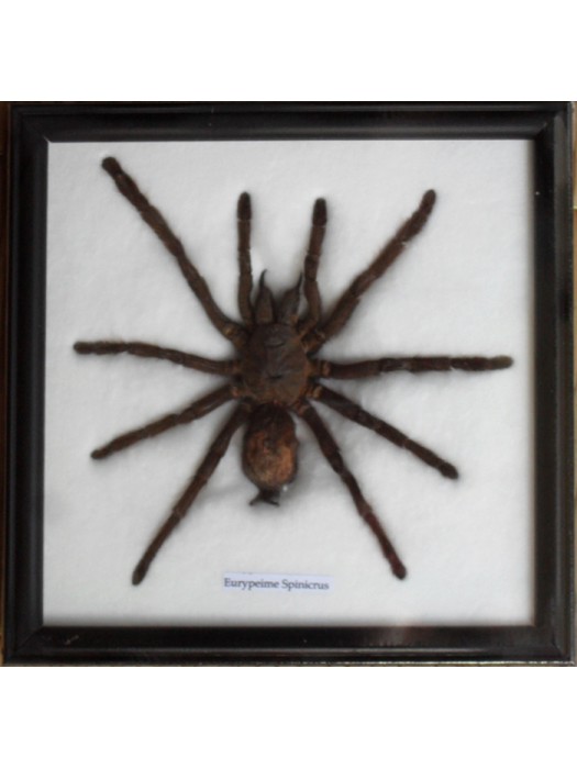 Real Spider Tarantula Taxidermy framed