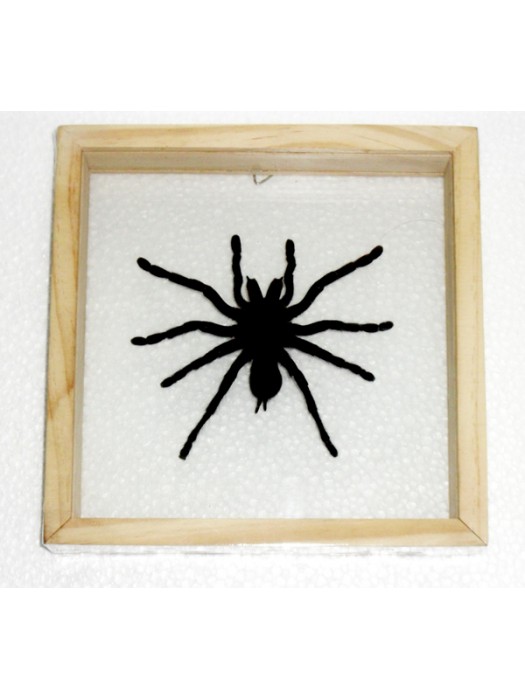 Real Spider Tarantula Insect Taxidermy Double Glass in Frame