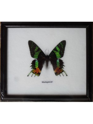 Real Single MADAGASCAR Butterfly Taxidermy in Framed