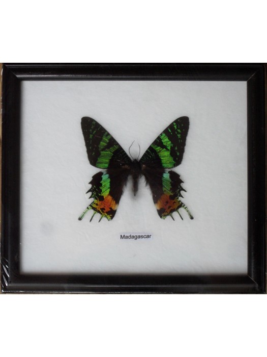 Real Single MADAGASCAR Butterfly Taxidermy in Framed