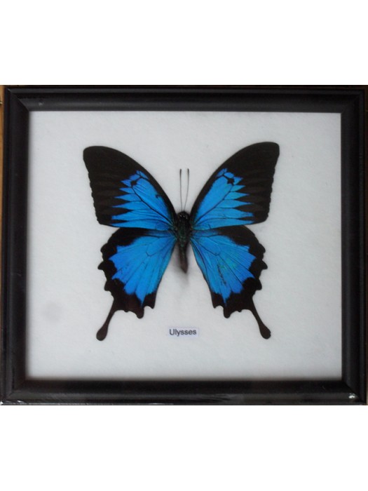 Real Single Papilio ULYSSES Butterfly Taxidermy in Frame